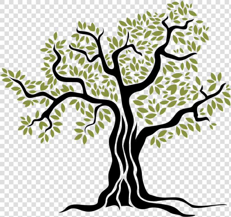 Olive Png Download   Arbol De Olivo Dibujo  Transparent PngTransparent PNG