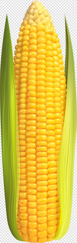 Corn Clip Art High Resolution   Corn On The Cob Transparent  HD Png DownloadTransparent PNG