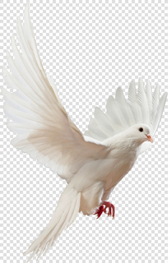 Clip Art Doves Flying Png   Flying White Dove Png  Transparent PngTransparent PNG