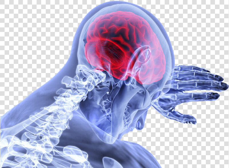 Neurology Png  Transparent PngTransparent PNG