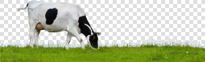 Cow Png   Indian Cow Grazing Png  Transparent PngTransparent PNG