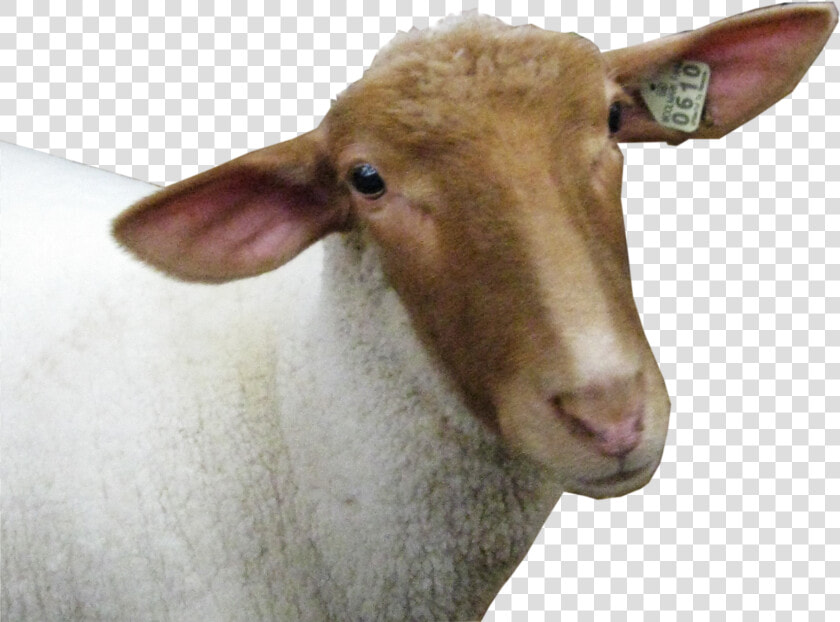 Sheep Head Png Image   Sheep Head Transparent Background  Png DownloadTransparent PNG