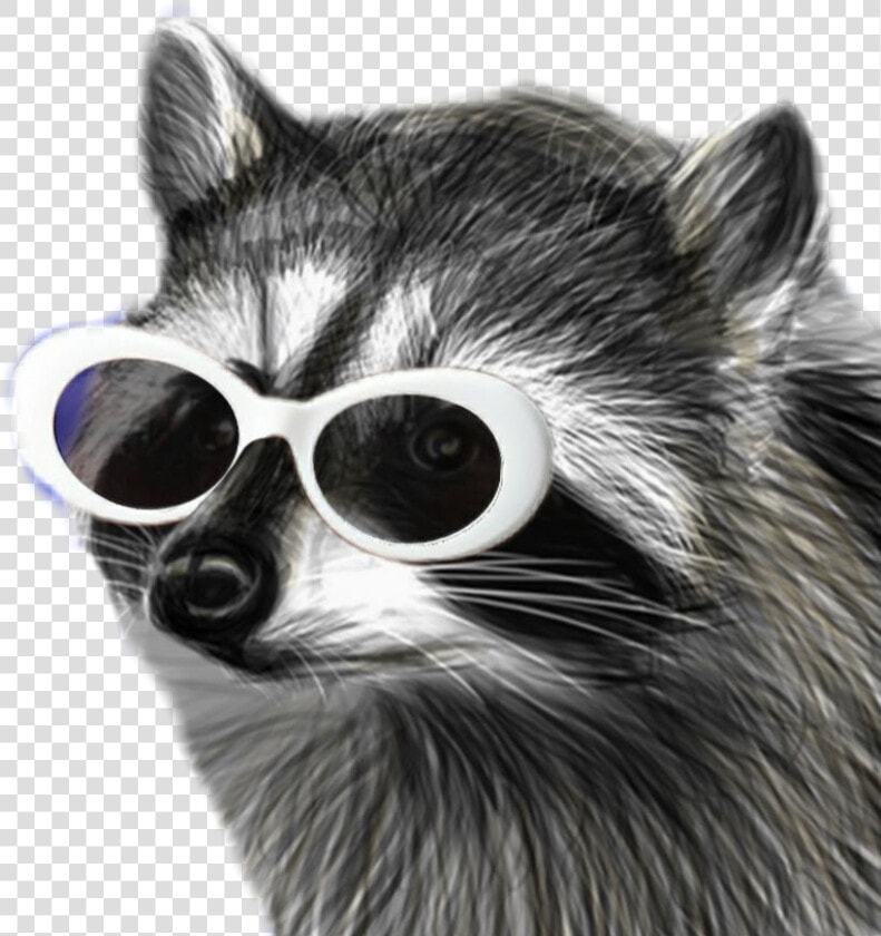  raccooneggs  raccoons  youtube  csgo Raccooneggs Profile   Clout Racoon  HD Png DownloadTransparent PNG