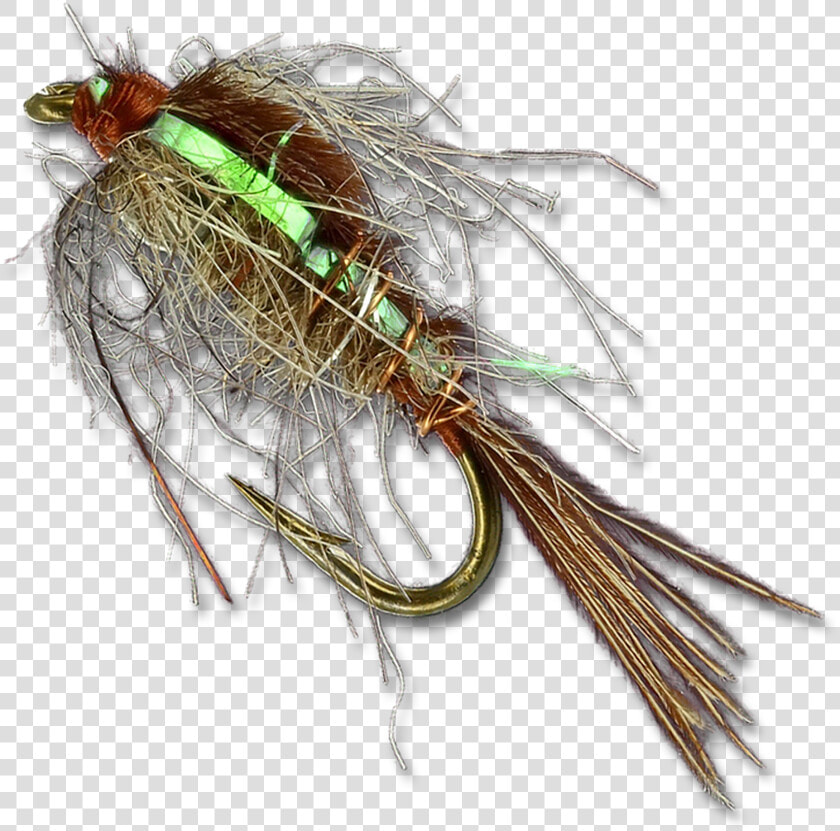 Skip Nymph   House Fly  HD Png DownloadTransparent PNG