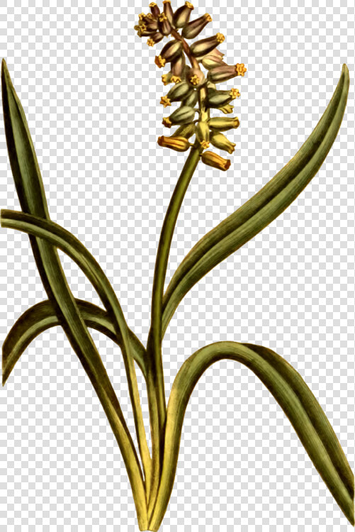 Musk Grape Hyacinth Cut Flowers Plant Stem   Eceng Gondok Png  Transparent PngTransparent PNG