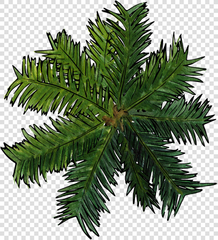 Top Of Pine Png   Palm Tree Top View Png  Transparent PngTransparent PNG