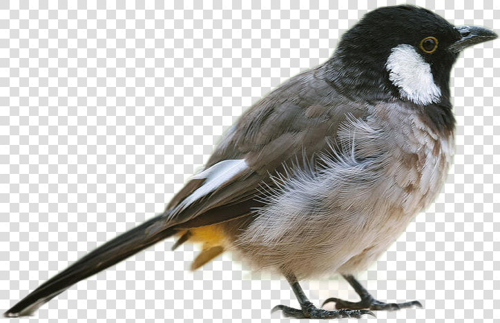 Transparent Chickadee Png   Chickadee Png  Png DownloadTransparent PNG