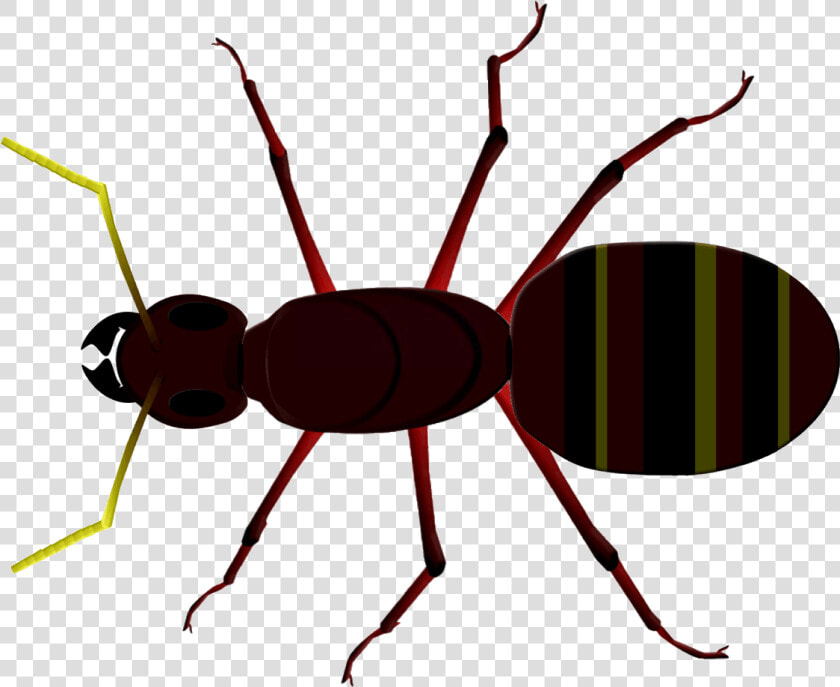 Ant Clipart Tiny Ant   Insect Head Thorax Abdomen  HD Png DownloadTransparent PNG