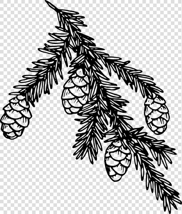 Monochrome   Hemlock Poison Icon Png  Transparent PngTransparent PNG