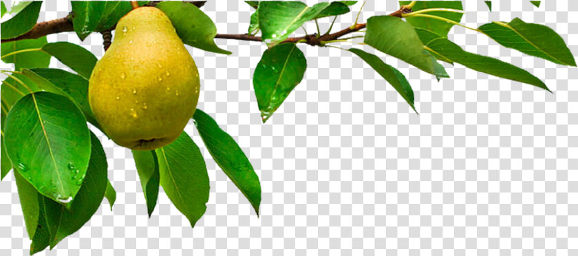 Arbol Frutal Png Vista  Transparent PngTransparent PNG