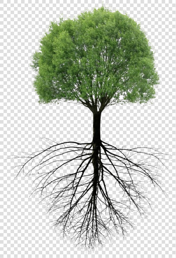  tree  roots   Tree With Roots Png  Transparent PngTransparent PNG