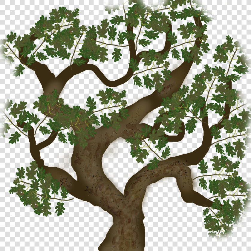 Tree Bark Texture Png  Transparent PngTransparent PNG