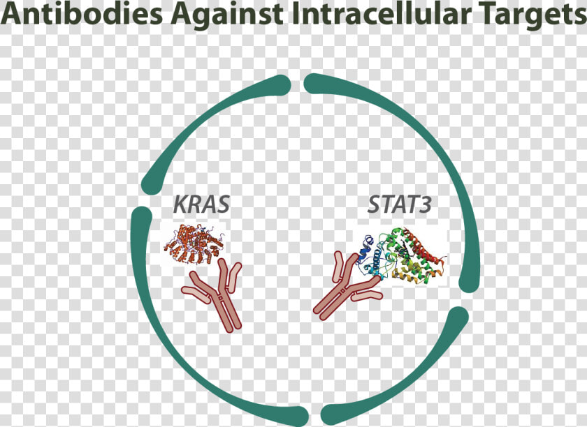 Intracellular Antibodies  HD Png DownloadTransparent PNG