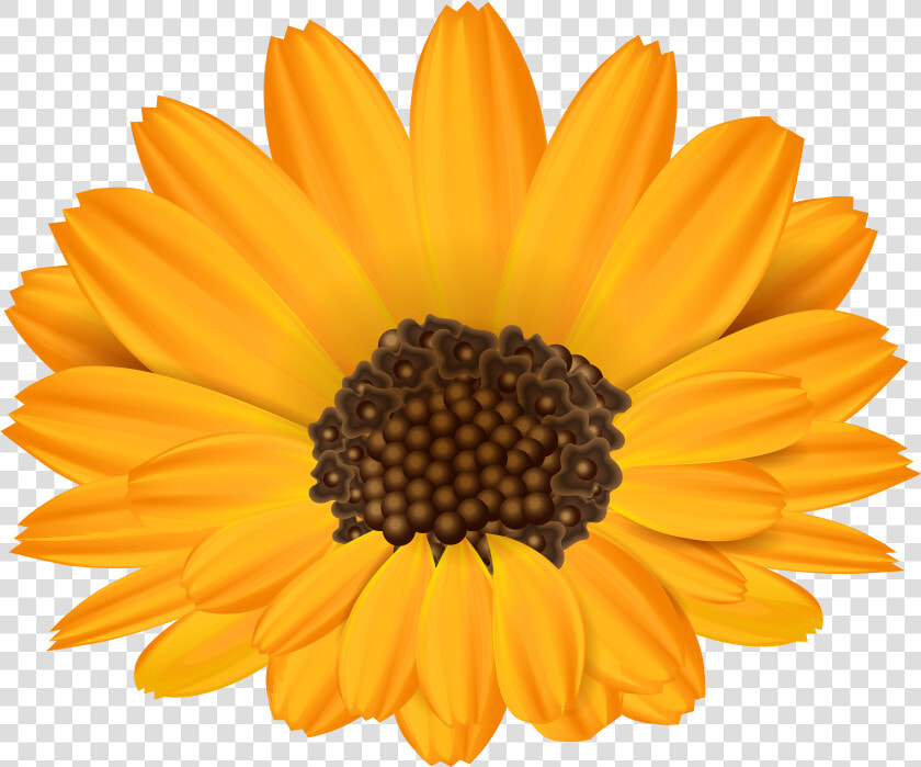 Orange Flower Png   Free Clipart Orange Flowers  Transparent PngTransparent PNG