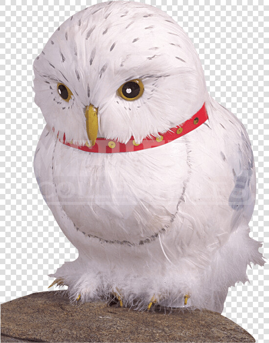 Hedwig The Owl Prop  HD Png DownloadTransparent PNG