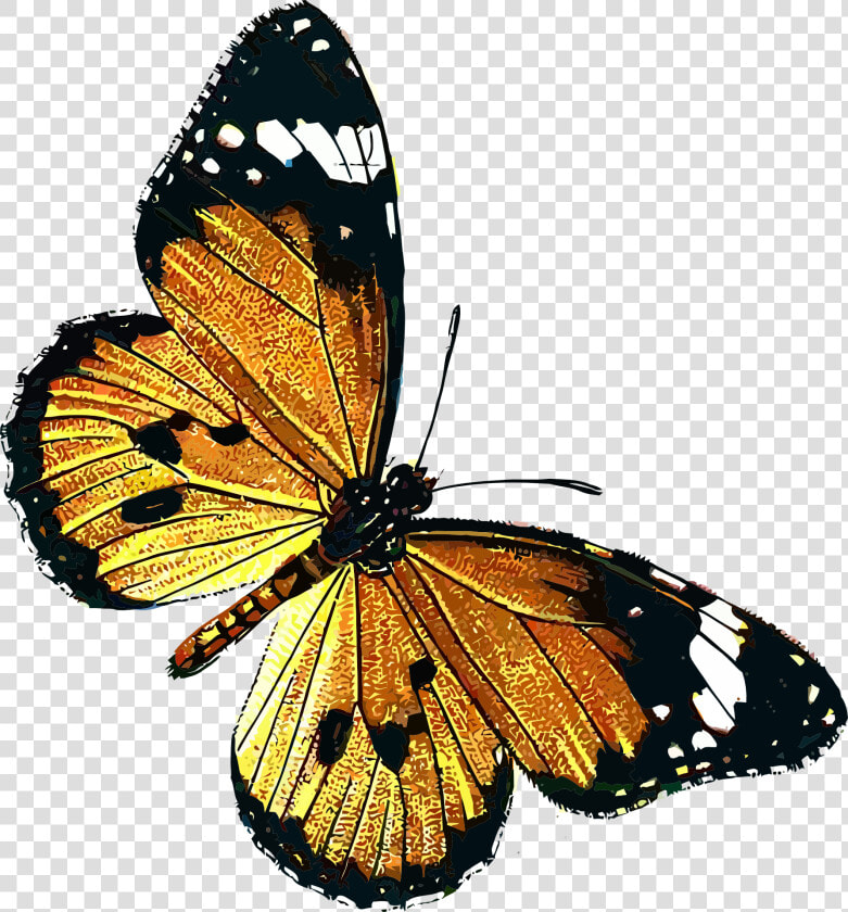 Danaus Chrysippus Clip Art   Public Domain Vintage Butterfly  HD Png DownloadTransparent PNG