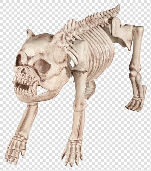 Bonez The Dog   Transparent Animal Skeleton Png  Png DownloadTransparent PNG