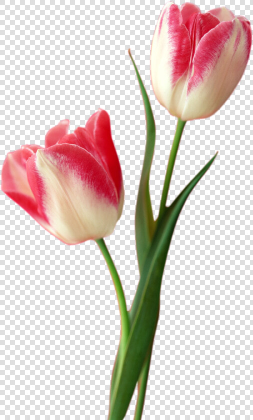 Tulip Png Free Download   Tulip Png  Transparent PngTransparent PNG