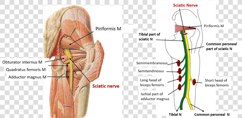 Sciatic Nerve  HD Png DownloadTransparent PNG