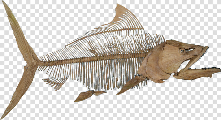 Fish Fossil No Background   Fish Fossil Png  Transparent PngTransparent PNG