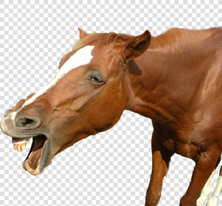 Funny Horse Png   Funny Horse Pictures Png  Transparent PngTransparent PNG