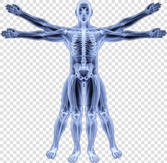 Human Skeleton Png   Vitruvian Man Skeleton Png  Transparent PngTransparent PNG