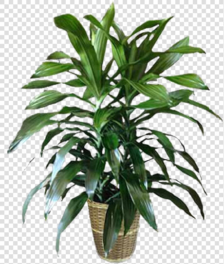 Houseplant  HD Png DownloadTransparent PNG