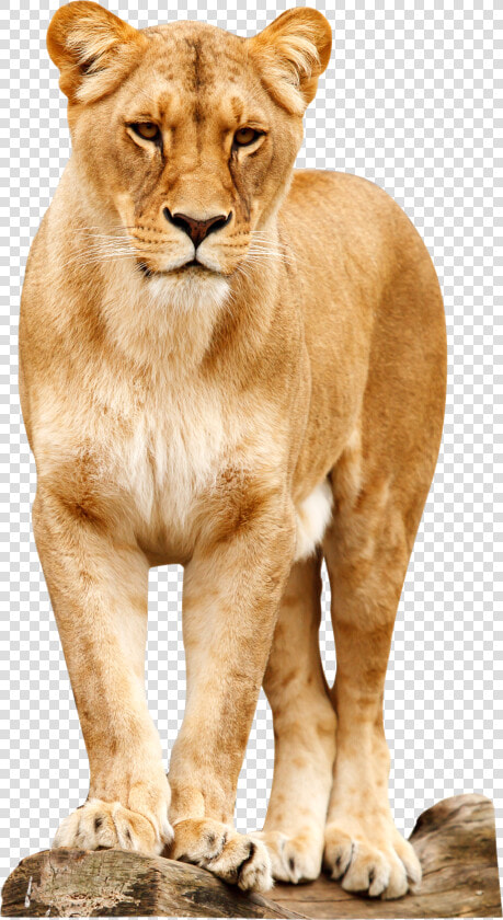 Lioness Standing  HD Png DownloadTransparent PNG