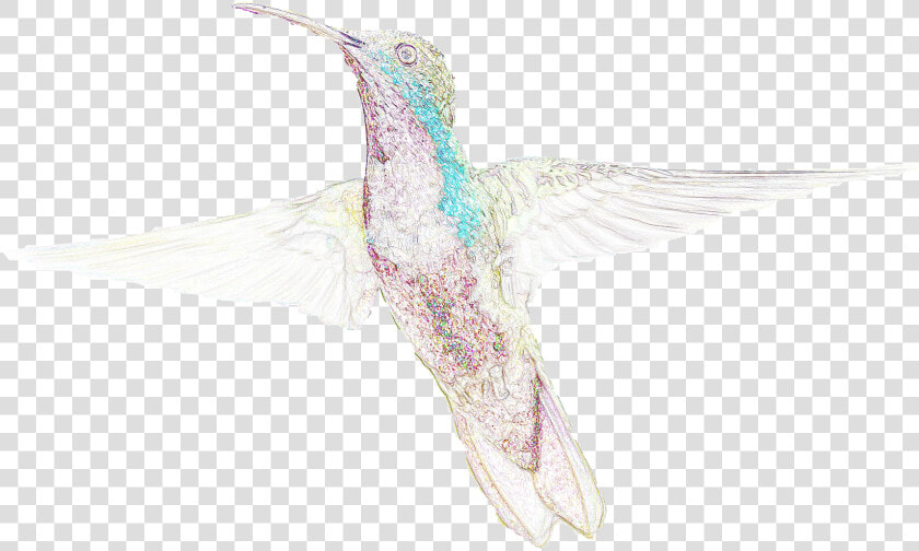 Do Your Part For Hummingbirds On National Hummingbird  HD Png DownloadTransparent PNG