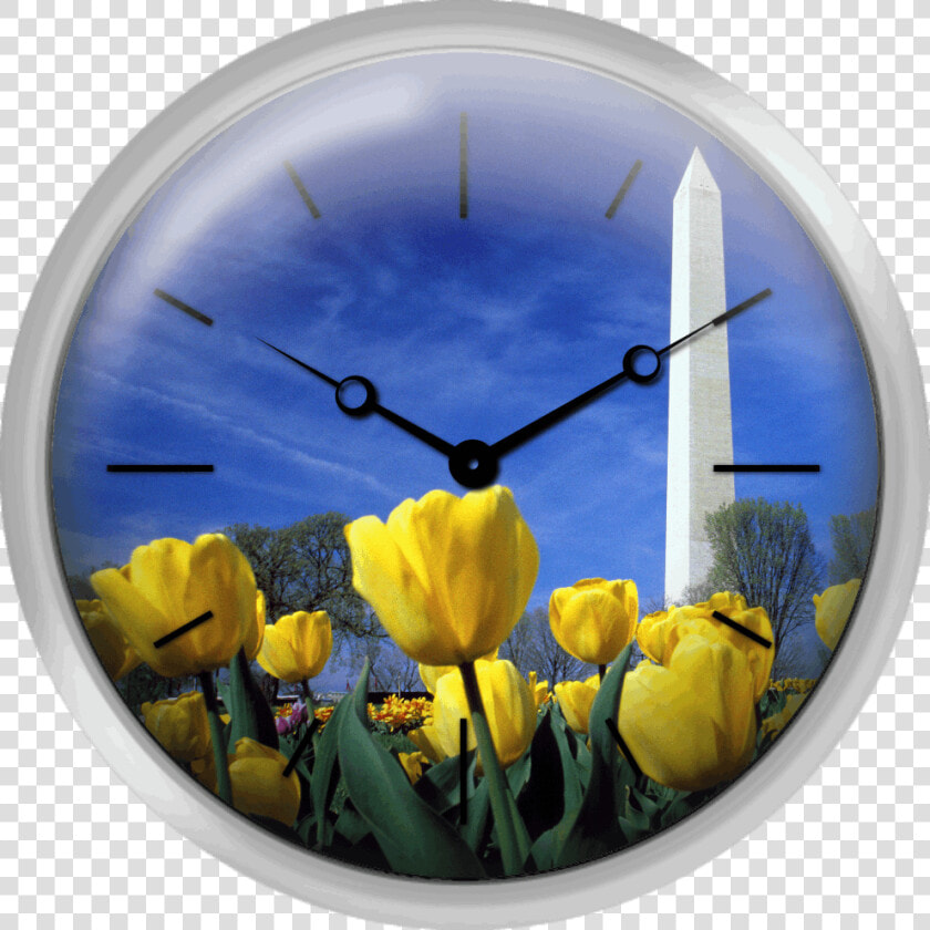 Tulips And The Washington Monument Washington Dc   Tulip  HD Png DownloadTransparent PNG