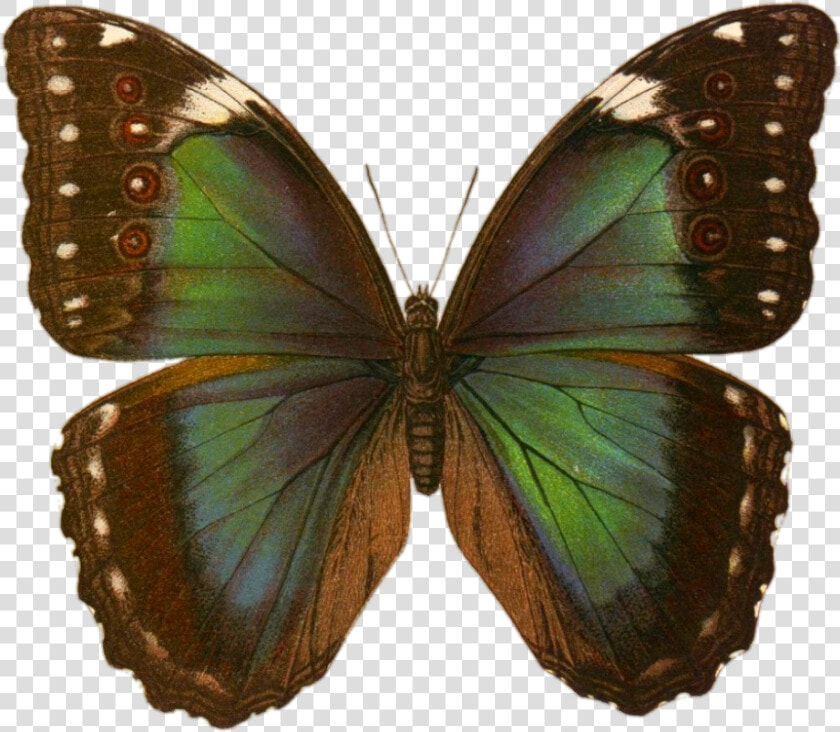 Botanical Prints  Green Butterfly  Butterfly Clip Art    Green Butterfly Tattoo  HD Png DownloadTransparent PNG