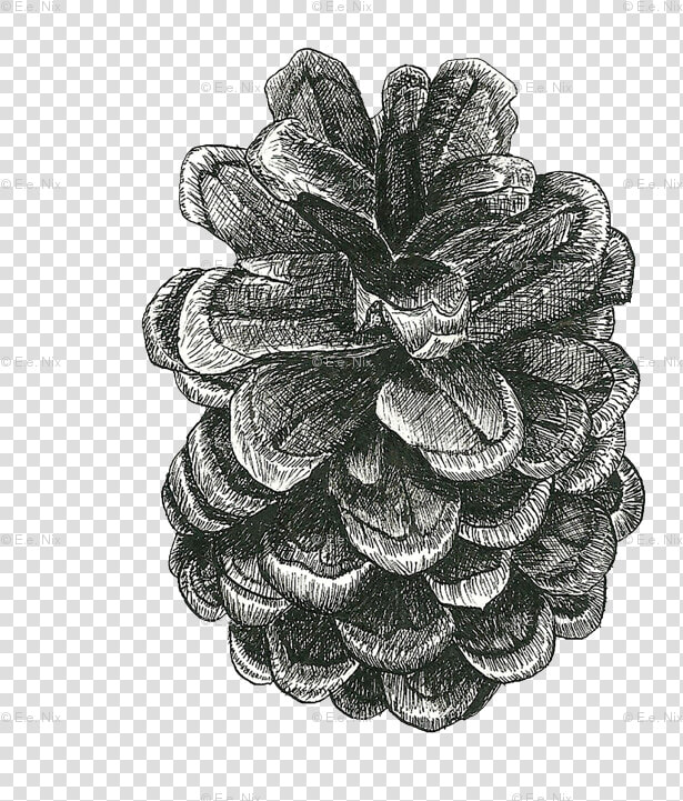 Cross Contour Pinecone  HD Png DownloadTransparent PNG