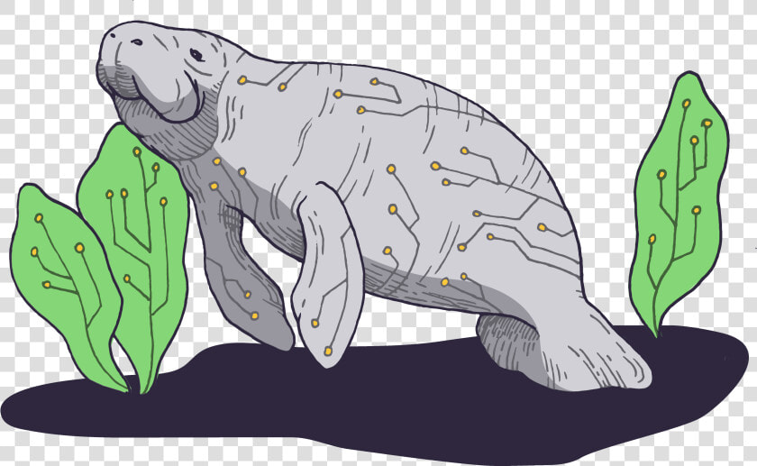 Dugong  HD Png DownloadTransparent PNG