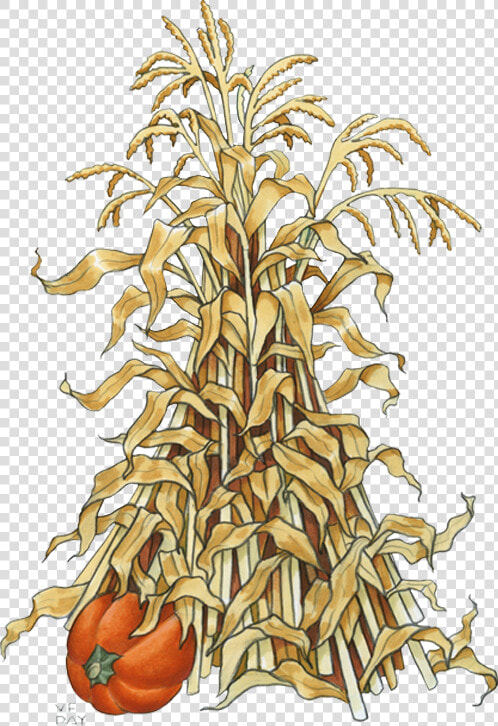 Fall Corn Stalk Clip Art  HD Png DownloadTransparent PNG