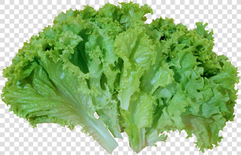 Green Salad Lettuce Png Picture   Salad Lettuce Png  Transparent PngTransparent PNG