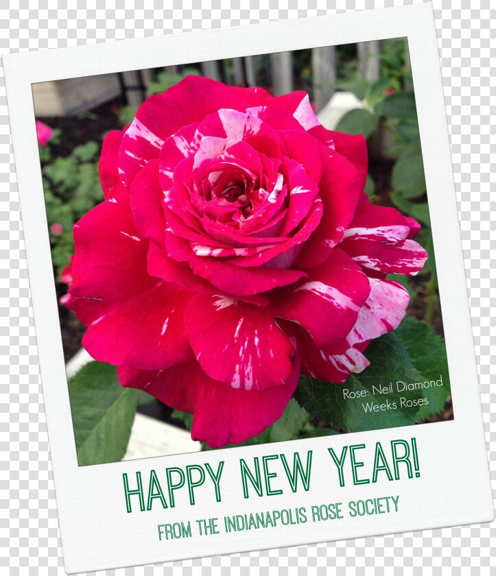 Irs Happy New Year   Hybrid Tea Rose  HD Png DownloadTransparent PNG