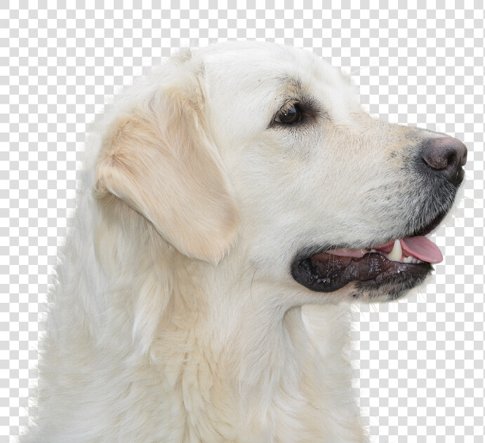 Dog Free  Golden Retriever  Pet  Hundeportrait  Animal   Hund Png Freigestellt Kostenlos  Transparent PngTransparent PNG