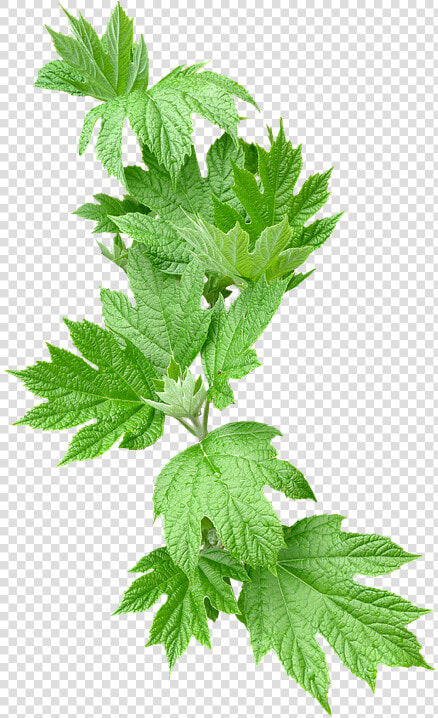 Leaves  Greenery  Foliage   Greenery Png  Transparent PngTransparent PNG