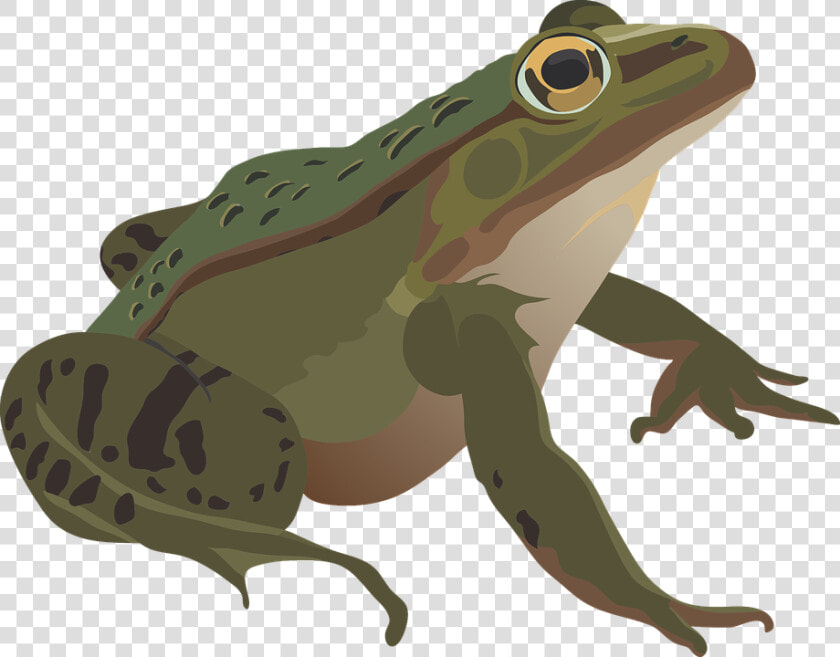 Frog  Green  Amphibian  Animal  Nature  Wildlife  Eye   Anfibios Png  Transparent PngTransparent PNG