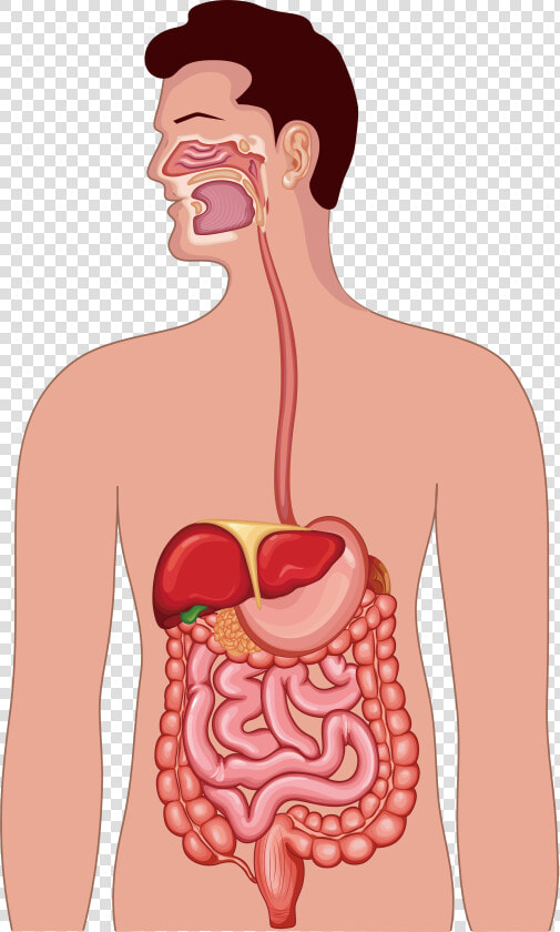 Clipart Free Library Gastrointestinal Tract Human Anatomy   Digestive System Vector Png  Transparent PngTransparent PNG