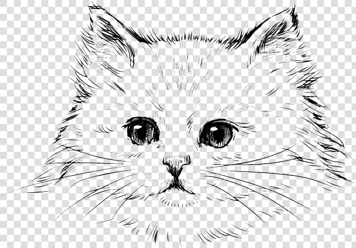 Transparent Persian Cat Png   Kitten Drawing  Png DownloadTransparent PNG