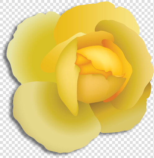 Japanese Camellia  HD Png DownloadTransparent PNG