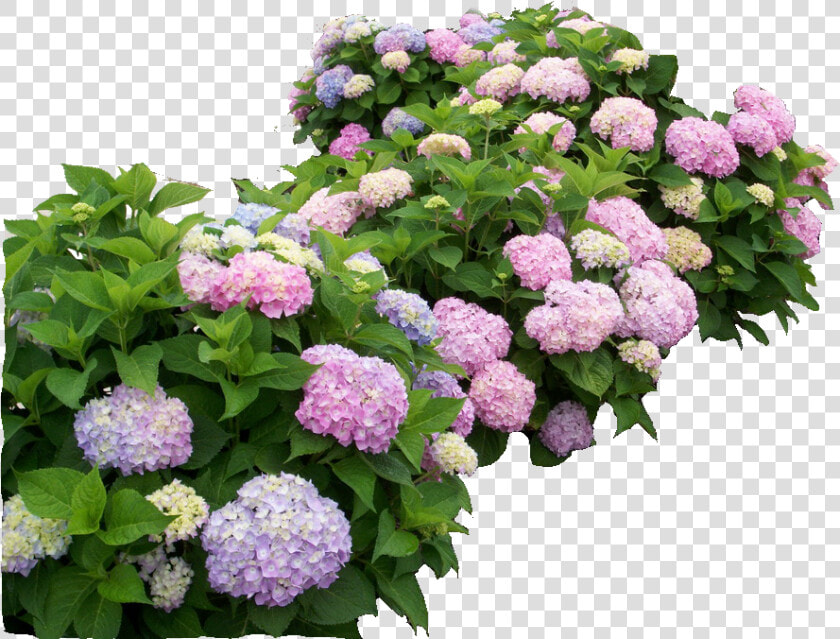 Hydrangea Endless Summer Original  HD Png DownloadTransparent PNG