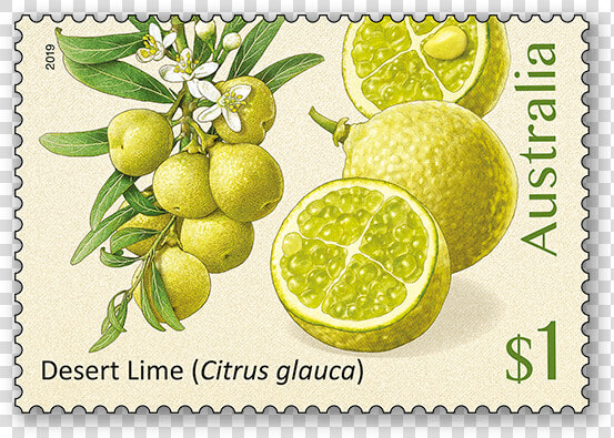 Bush Citrus   Bush Citrus Australian Stamps  HD Png DownloadTransparent PNG