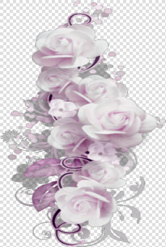  mq  pink  roses  borders  border   Garden Roses  HD Png DownloadTransparent PNG