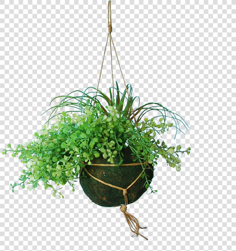 Houseplant  HD Png DownloadTransparent PNG