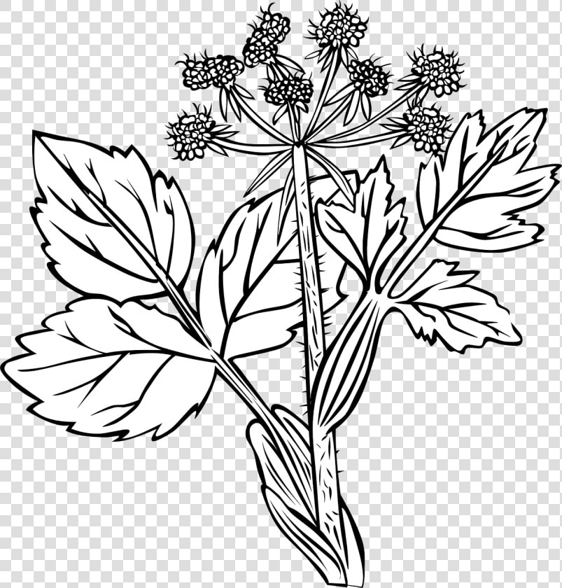 White Snakeroot Plant Drawing  HD Png DownloadTransparent PNG