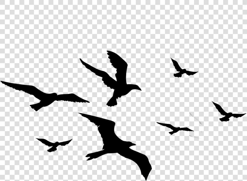 Transparent Bird Silhouette Clipart   Flock Of Birds Silhouette  HD Png DownloadTransparent PNG