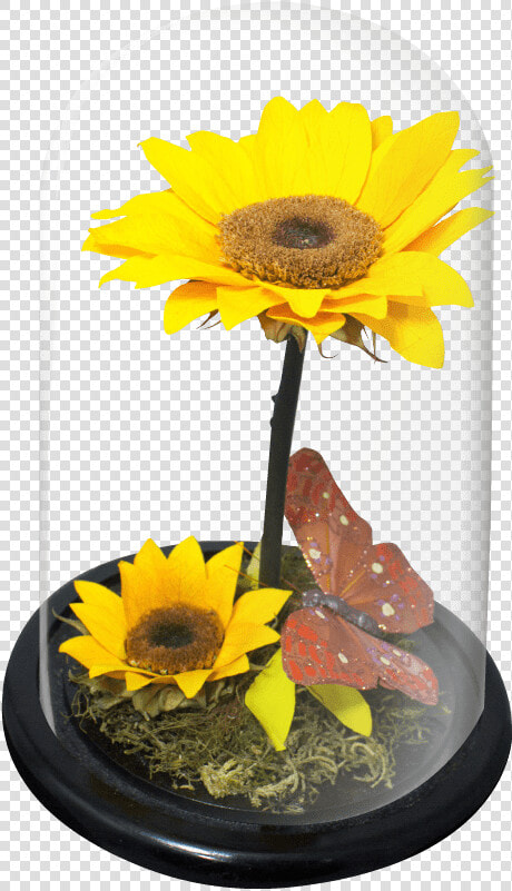 Doble Girasol wb   Sunflower  HD Png DownloadTransparent PNG