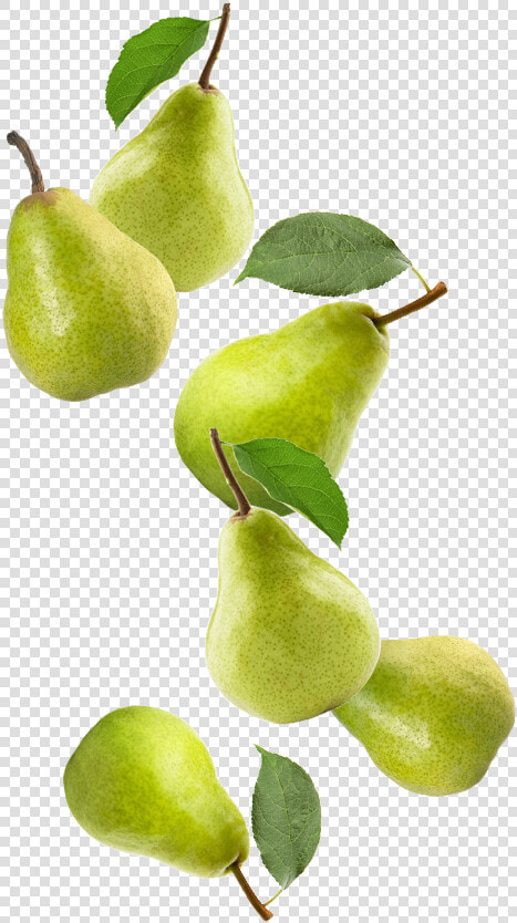 Transparent Pears Png   Asian Pear  Png DownloadTransparent PNG